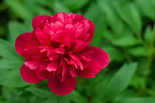 Czerwony piwonie w ogrodzie. Kwitnący czerwony piwonia. — Zdjęcie stockowe