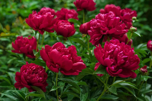 Kırmızı peonies bahçede. Kırmızı peony çiçek açan. 