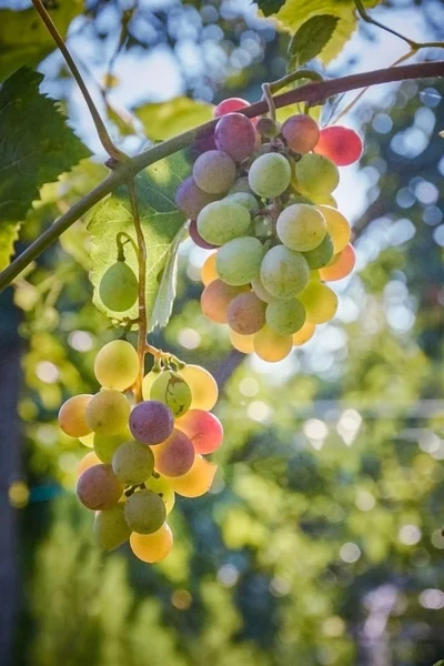 Les Raisins Maturation Des Raisins — Photo