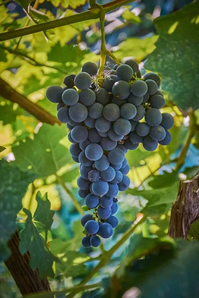 Druiven Druiven Rijpen — Stockfoto