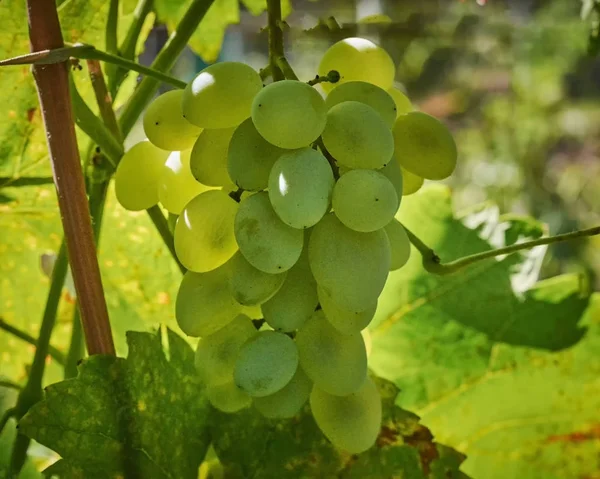 Winogrona Dojrzewanie Winogron — Zdjęcie stockowe