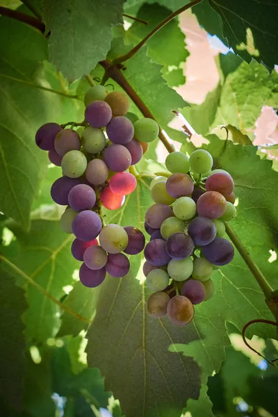 Las Uvas Las Uvas Que Maduran — Foto de Stock