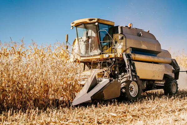Производственный Комбайн Обрабатывает Кукурузные Поля Сельское Хозяйство — стоковое фото