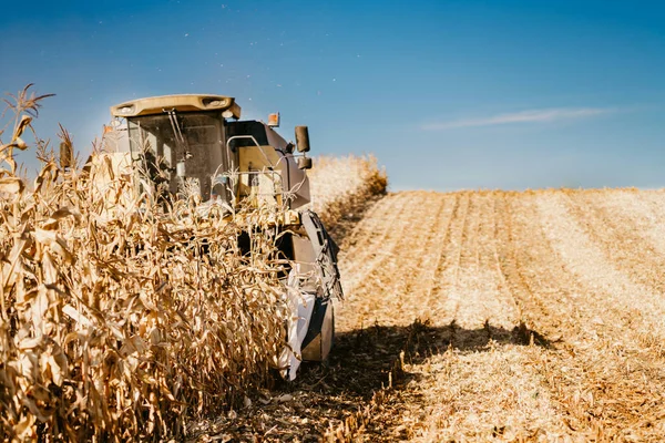 Agricultor Trabajando Los Campos Cosechando Maíz Agricultor Usando Cosechadora —  Fotos de Stock