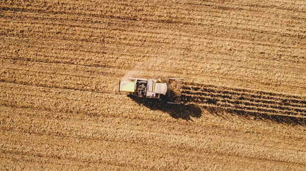 收割机采集玉米 收割田地的鸟图 — 图库照片