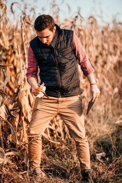 Young Handsome Man Farmer Working Tablet Harvesting Corn Crops — Stock Photo, Image
