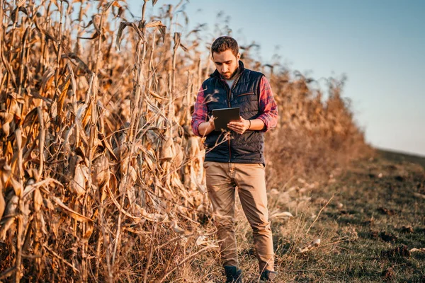Porträt Eines Bauern Der Tabletten Auf Den Feldern Einsetzt Erntemaschinen — Stockfoto