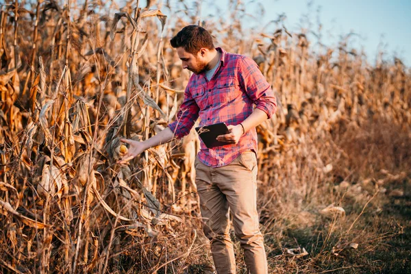 Young Farmer Beard Checking Corn Corn Harvesting People Agriculture Field — Stock Photo, Image