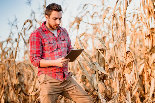 Portré Csinos Farmer Tabletta Segítségével Betakarítás Növények Mezőgazdasági Berendezés Technológia — Stock Fotó