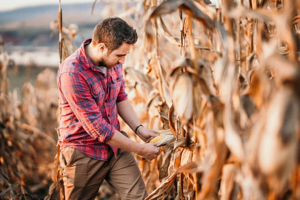 Portrait Handsome Farmer Harvesting Corn — Stock Photo, Image