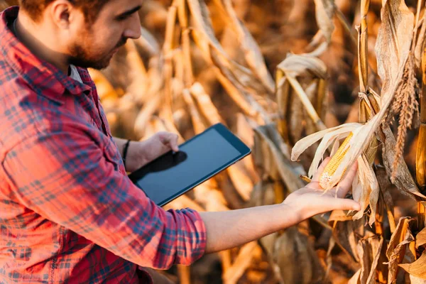 Agriculture industry - People using technology in agriculture. Details of harvest