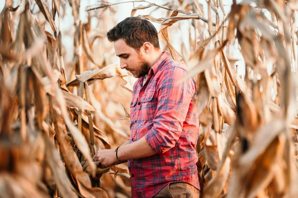 Agronomist Checking Corn Ready Harvest Portrait Farmer — Stock Photo, Image