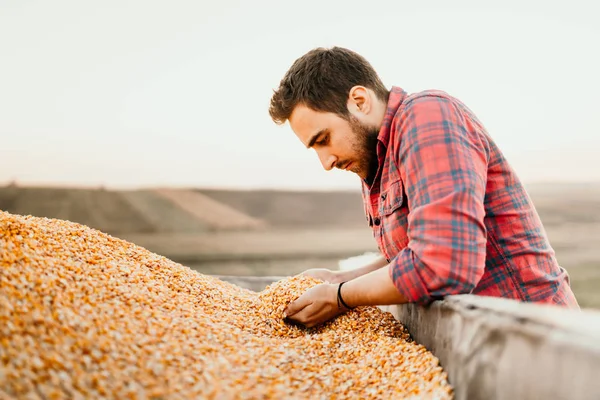 Farm Worker Holding Corn Production Tractor Trailer — Stock Photo, Image