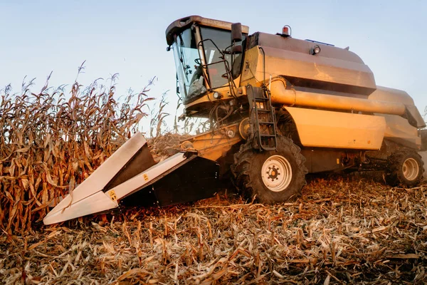 Pracovní Farmář Použití Combine Pro Sklizeň Kukuřice Pracovní Údaje Podzimní — Stock fotografie