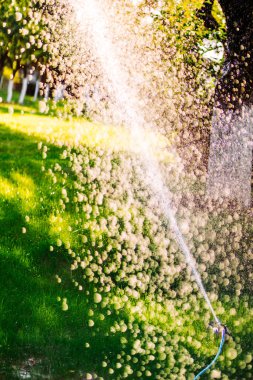 Modern fıskiye çim sulama üzerinde çalışıyor. Yeşil çim sulama birden fazla fıskiye sistemi