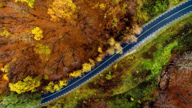 Sonbahar mevsimi boyunca kıvrımlı orman yolunun en üst manzarası