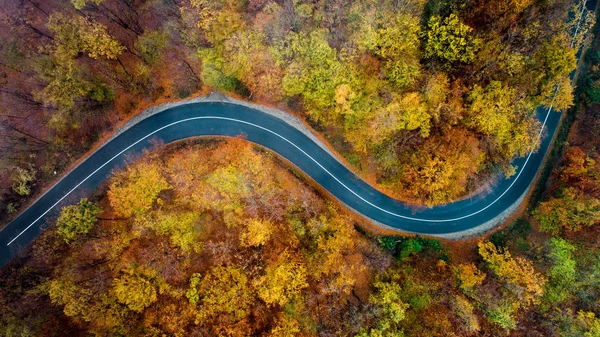 top view of empty forest road with autumn colors