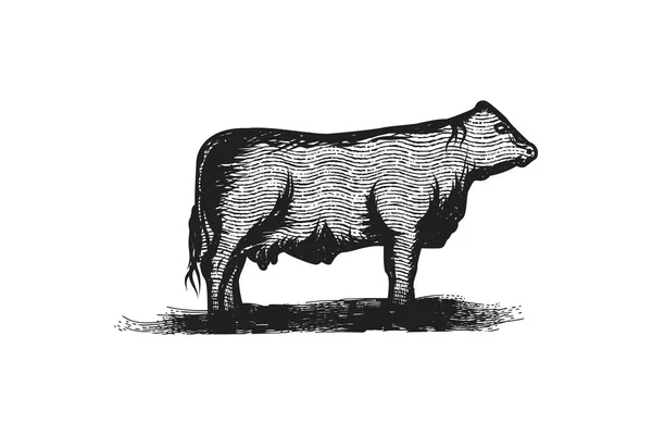Carne Res Dibujada Mano Logotipo Del Ganado Diseños Inspiración Aislado — Vector de stock