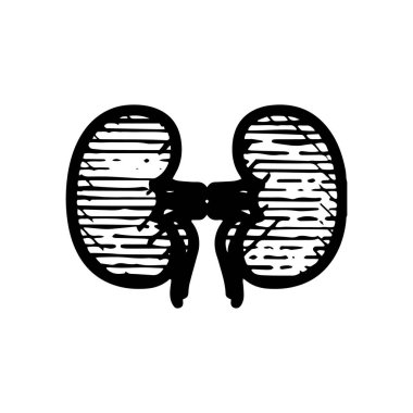 Böbrek simgesi elle çizilmiş vektör çizimi beyaz arkaplanda izole edildi