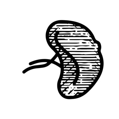 Dalak simgesi el çizimi vektör çizimi beyaz arkaplanda izole edildi