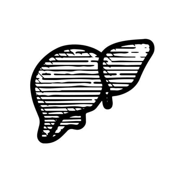 Icona Del Fegato Disegnato Mano Illustrazione Vettoriale Isolato Sfondo Bianco — Vettoriale Stock