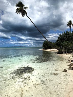 Sahilde palmiye ağacı