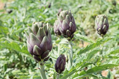 Olgun hazır yemek enginar çiçekler üzerinde yeşil arka plan görünümünü kapat