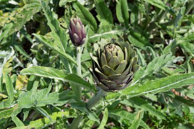 Enginar çiçek yemeye hazır, üstten görünüm