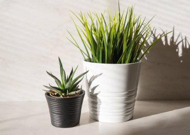 Soyut minimalist bileşimi iki Saksı bitki kaktüs ve güneş ışığı altında beyaz arka planda, kopya alanı suni çim