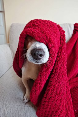Kırmızı sıcak battaniye, burun odaklanmak sarılı şirin Jack Russell köpek komik surat
