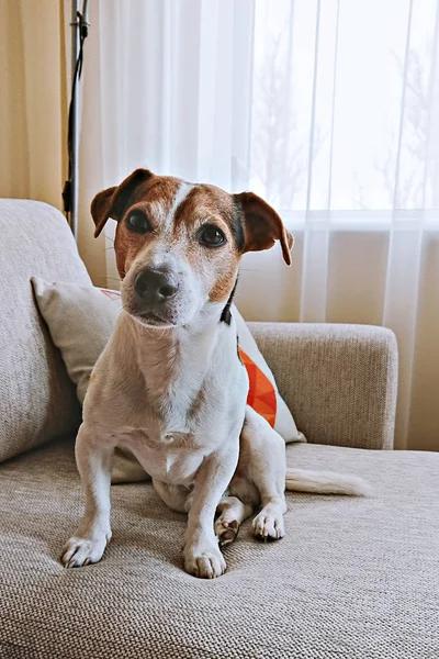 Adult senior dog jack russell pet sit on beige sofa and looking at camera care for older dog concept