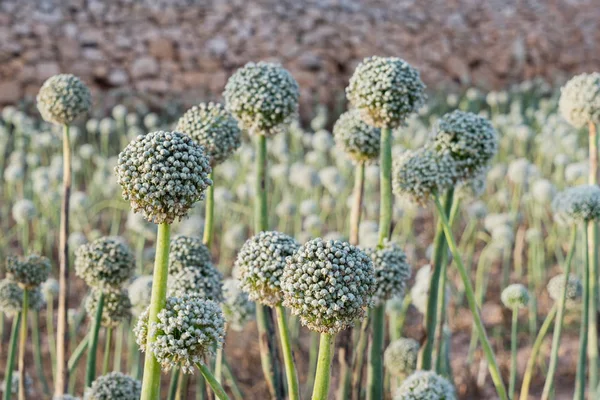 Vista Cerca Las Plantas Ornamentales Cebolla Allium Florecen Enfoque Selectivo — Foto de Stock