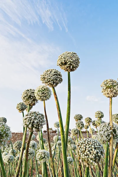 Vista Rural Natural Flores Ornamentais Cebola Allium Contra Céu Azul — Fotografia de Stock