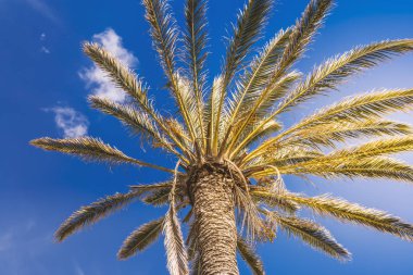 Mavi gökyüzü, yaz aylarında minimalizm kavramı karşı palmiye ağacının düşük açılı görünüş