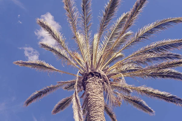 Low angle view of palm tree against blue sky, summer surrealism, copy space