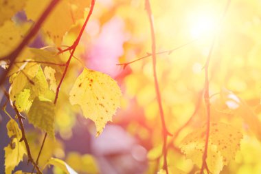 Arka plan bulanık yalnız huş ağacı yaprak üzerinde sonbahar ağacı dalı. Altın Sonbahar sezon kavramı