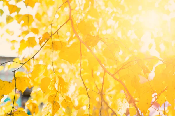 黄叶桦木在阳光下 模糊的自然背景与浅的自由度 金黄秋天季节概念 — 图库照片