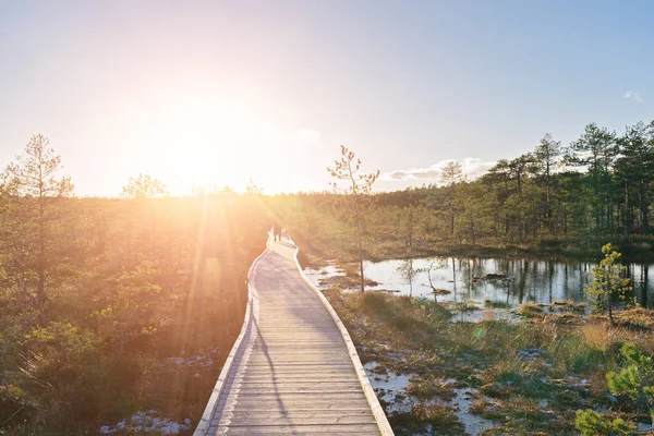 Diminishing perspective of group people walking on boardwalk in swamp nature park in sunset light. Bog marsh landscape tourism concept