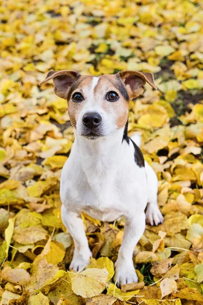 Adorável Jack Russell Terrier Cão Sentado Folhas Tília Outono Amarelo — Fotografia de Stock