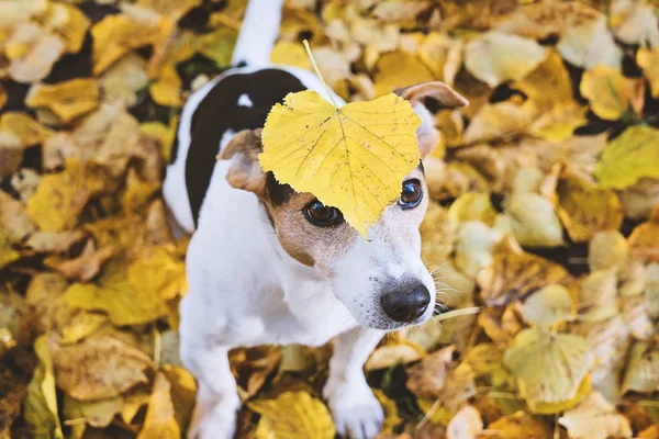 滑稽的杰克罗素梗狗坐在秋天叶子与大黄色椴树叶子在头 选择性焦点 — 图库照片