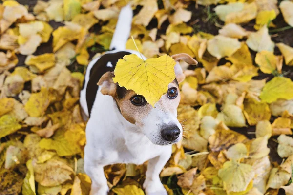 Engraçado Jack Russell Terrier Cão Sentado Outono Folhagem Com Grande — Fotografia de Stock