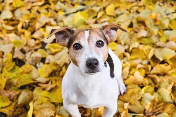 Close Retrato Bonito Jack Russell Terrier Cão Amarelo Outono Folhas — Fotografia de Stock