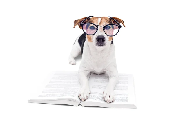 Smart cute dog lying with open book in eyeglasses — Stock Photo, Image