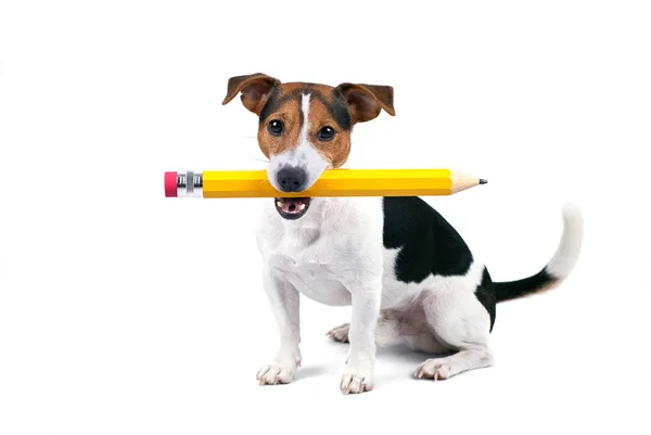 Portret van schattige jonge hond vergadering en houden grote gele potlood — Stockfoto