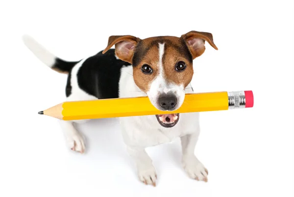 Üstten görünüm portre sevimli genç jack russell terrier köpek oturma ve kameraya bakarak beyaz zemin üzerine izole büyük sarı kalem tutun. Geri okul kavramı