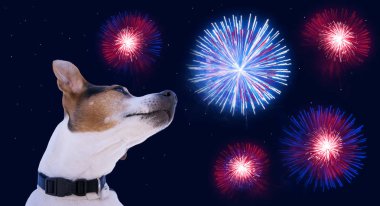 Gece gökyüzünde havai fişek ile arka plan üzerinde köpek. Köpek Amerika bağımsızlık günü 4 Temmuz günü kutlama sahiptir. Amerika'da Bağımsızlık Günü kutlamaları 4 Temmuz için tebrik kartı