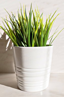 Güneş ışığı ve beyaz arka plan, yeşil güneş enerjisi kavramı üzerinde Avrupa elektrik prizine suni çim minimalist bileşimi