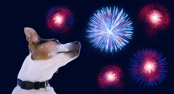 Gece gökyüzünde havai fişek ile arka plan üzerinde köpek. Köpek Amerika bağımsızlık günü 4 Temmuz günü kutlama sahiptir. Amerika'da Bağımsızlık Günü kutlamaları 4 Temmuz için tebrik kartı