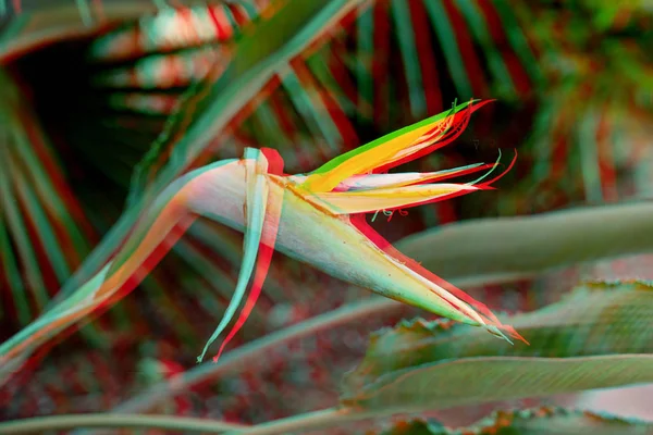 鮮やかな熱帯のトレンディなグリッチ シュールなストレチア花と花の背景 天然植物の背景 — ストック写真