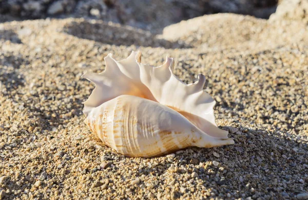 关闭在沙滩上躺在沙滩上的大斑点贝壳的视线 最小的自然概念 选择性聚焦 — 图库照片